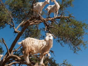 Special Grand Morocco Tour From Tangier